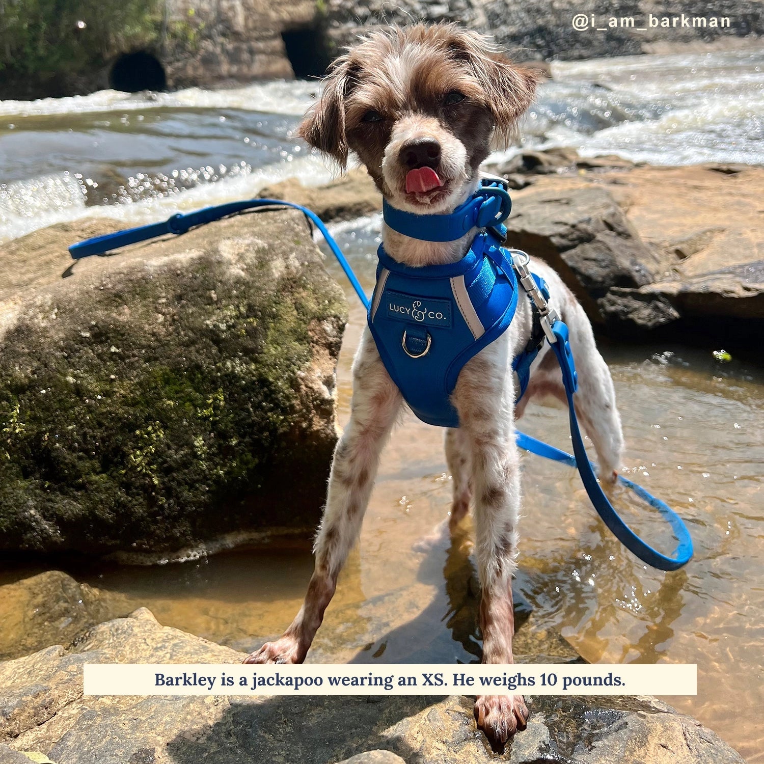 The Indie No-Pull Harness