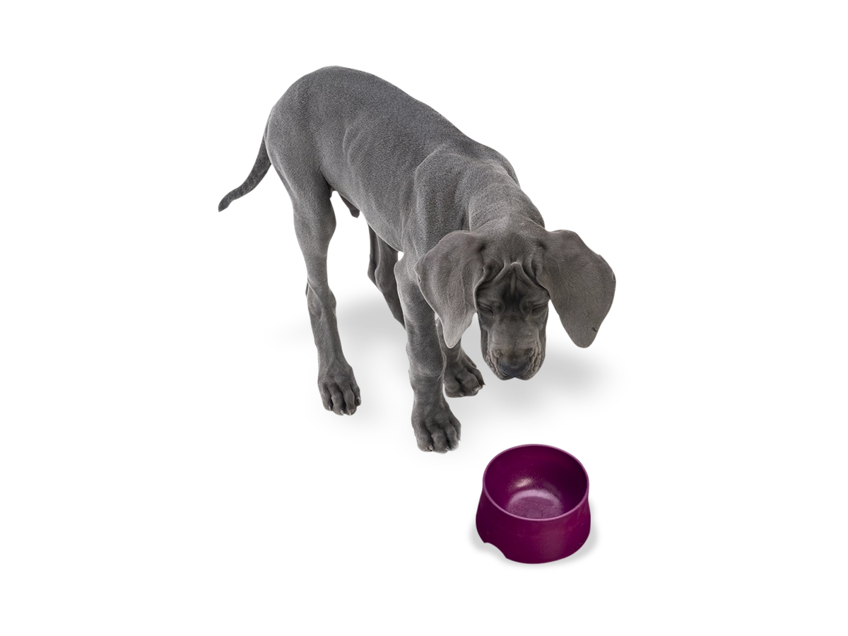 No-Slip Dog Feeding Water Bowl