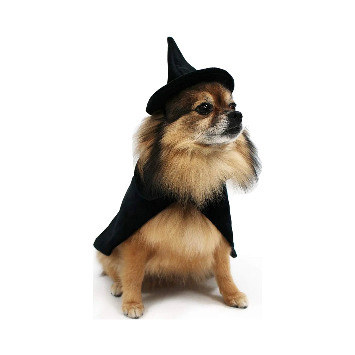 Halloween Witch Cape and Hat Dog Costume