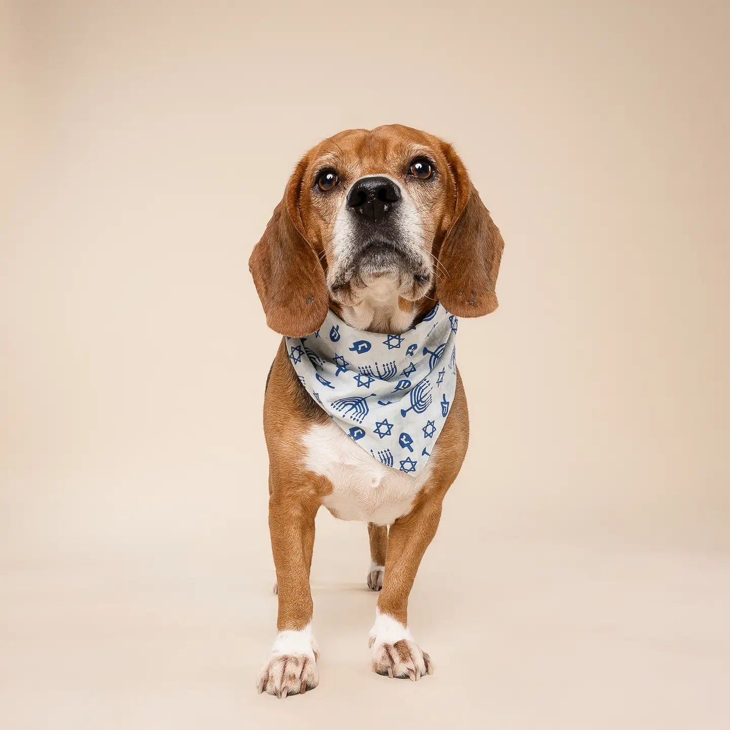 Hanukkah Dog Bandana