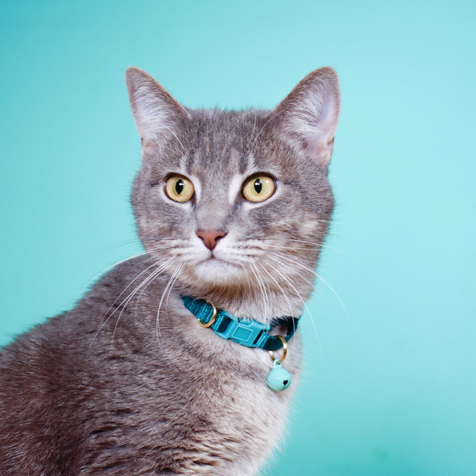 Breakaway Cat Collar, Lilac