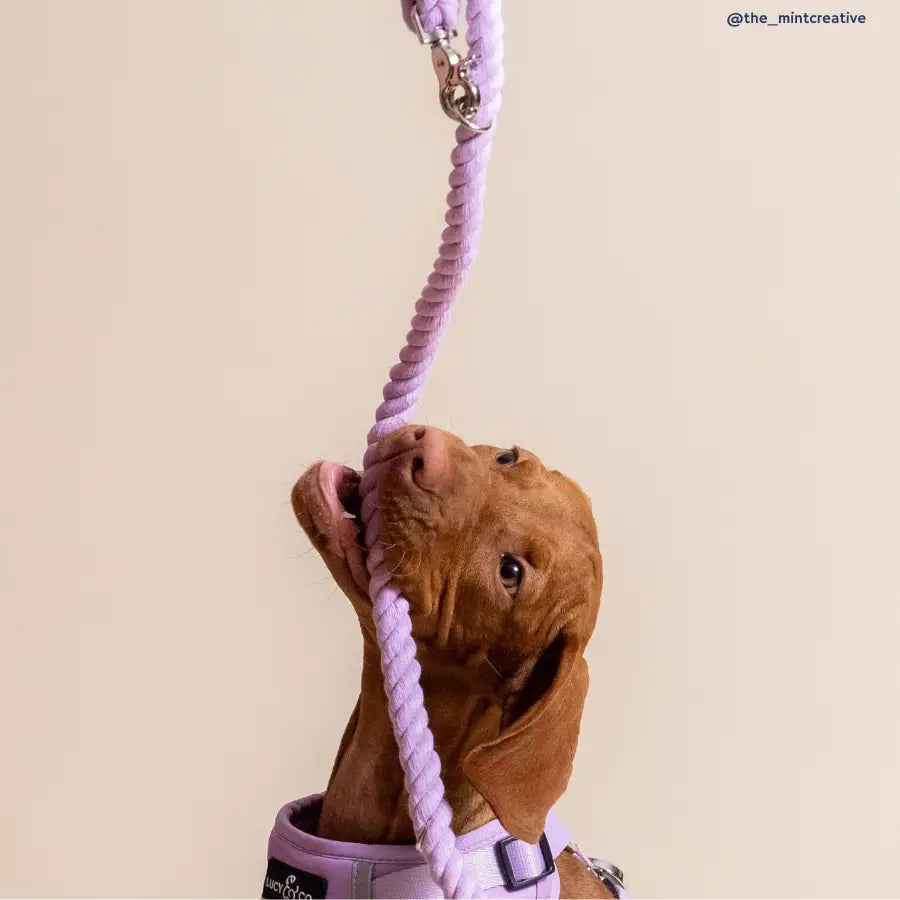 Lucy Bouquet Hands Free Rope Leash