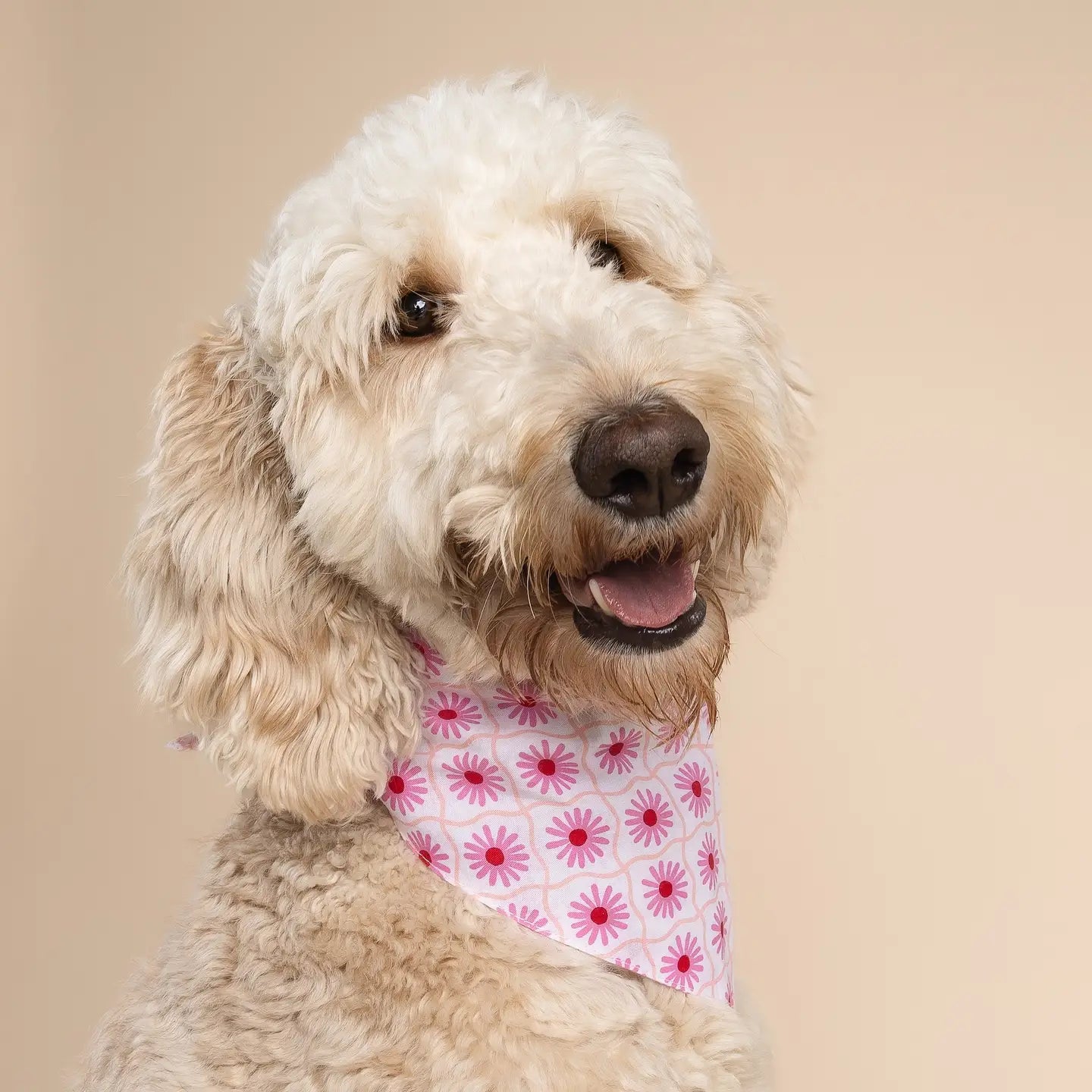 Pink Poppy Bandana, 3 Sizes