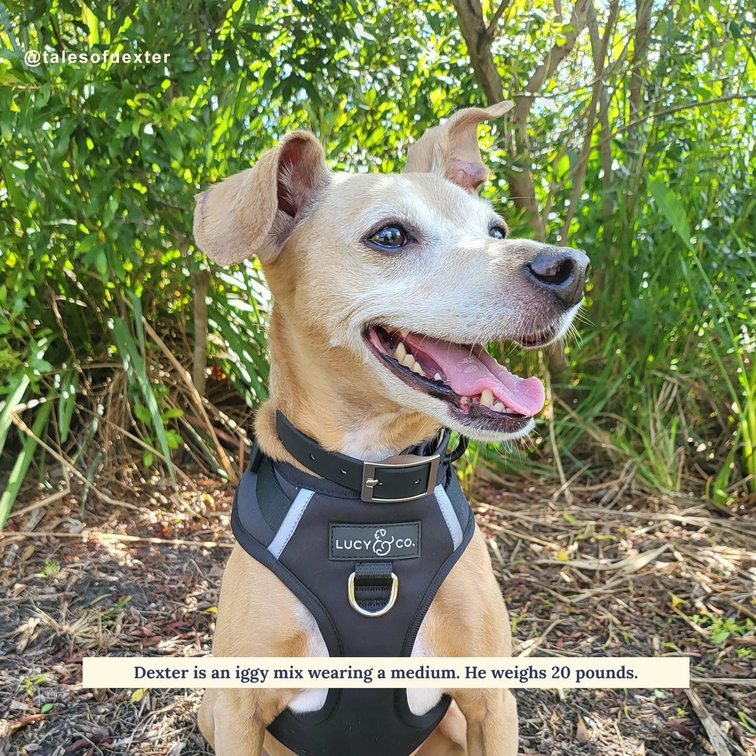 Midnight No-Pull Harness