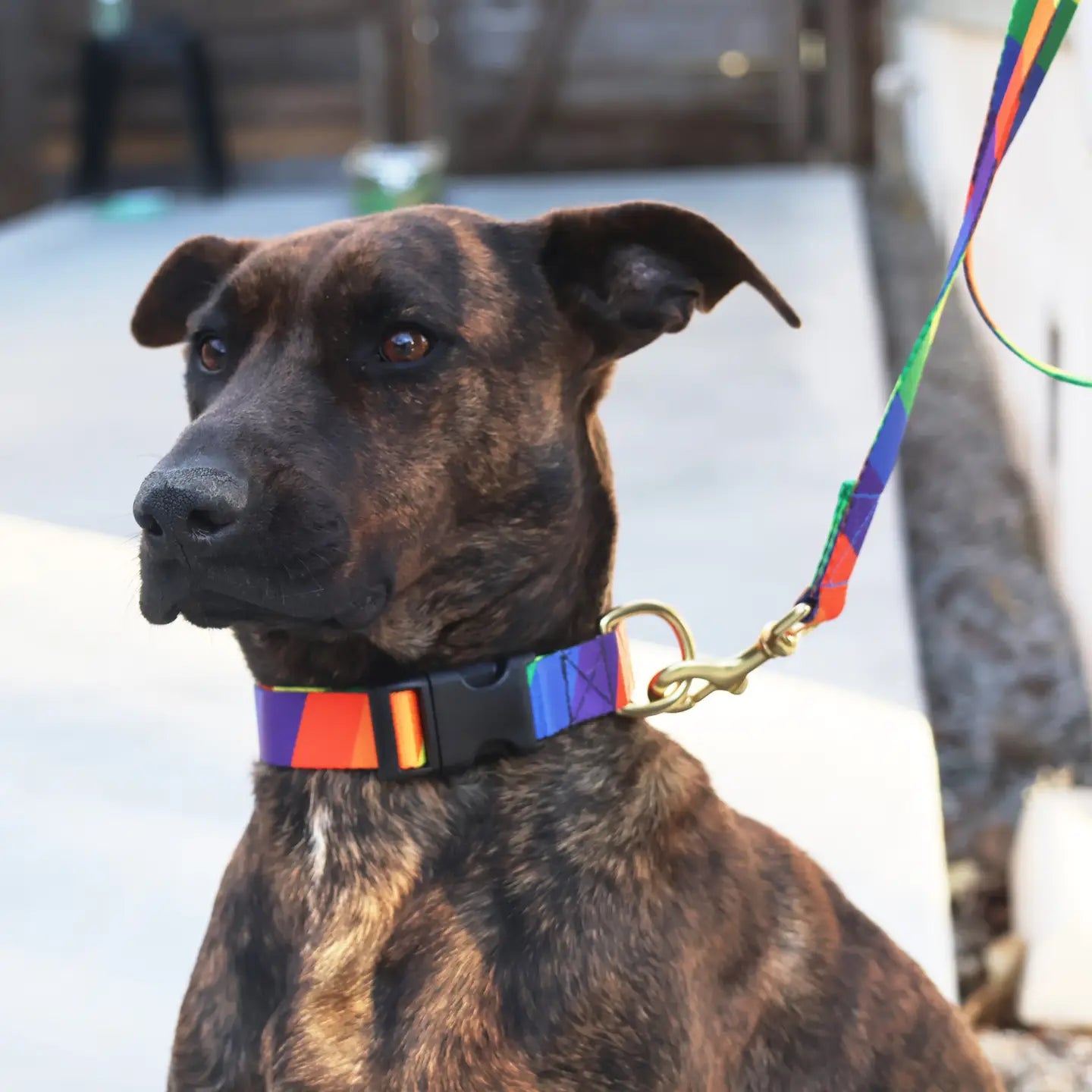 Rainbow Snap Dog Collar
