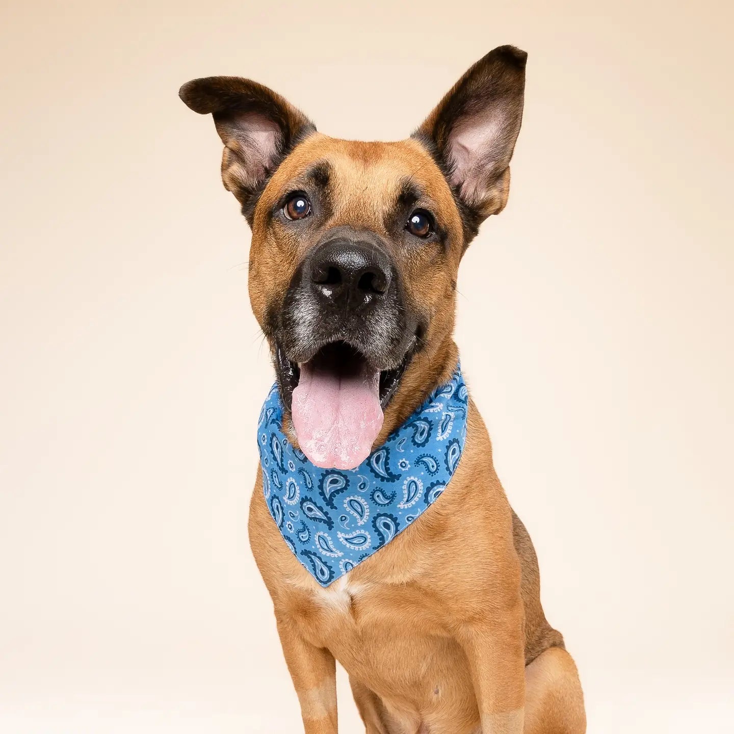 Blue Paisley Bandana, 3 Sizes