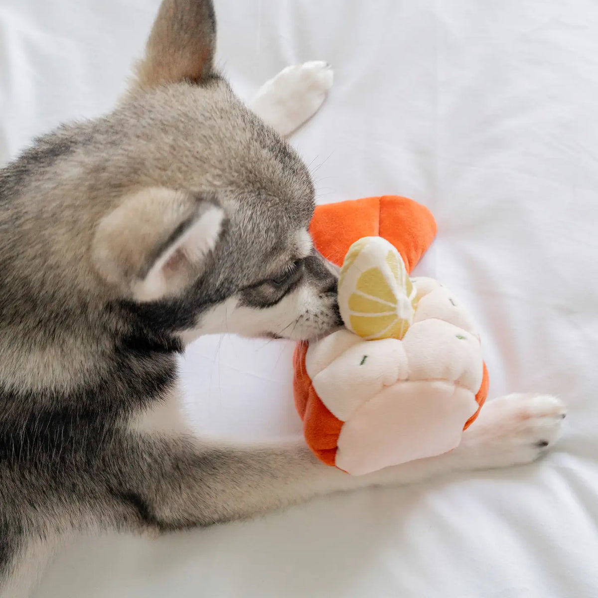 Grilled Lobster Nosework Toy
