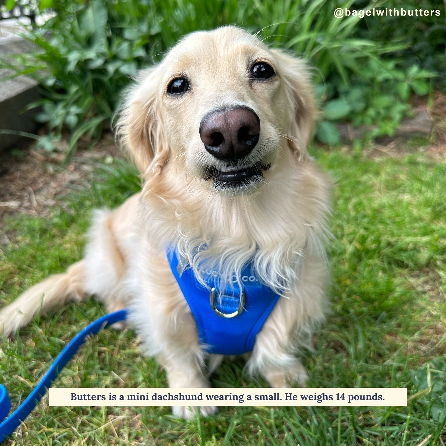 The Indie No-Pull Harness