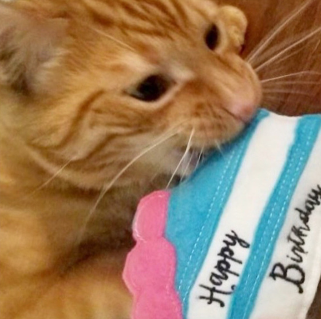 Kitty Cake Birthday