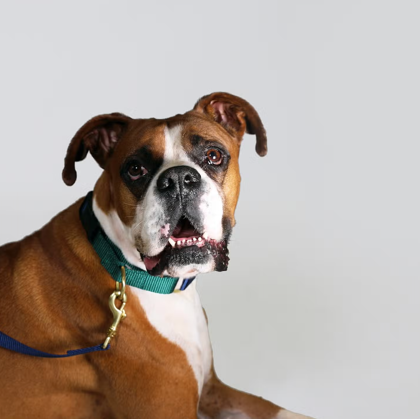 Navy with Forest Martingale Collar