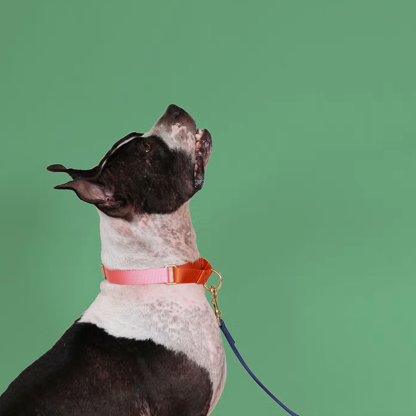 Pink with Orange Martingale Collar