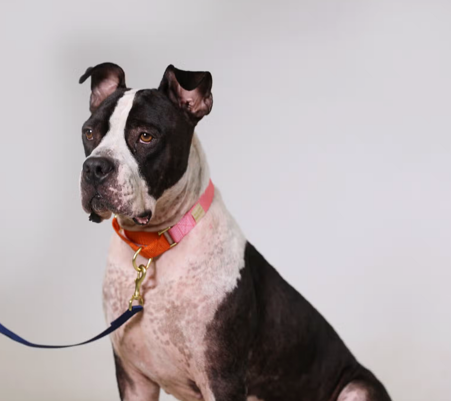 Pink with Orange Martingale Collar