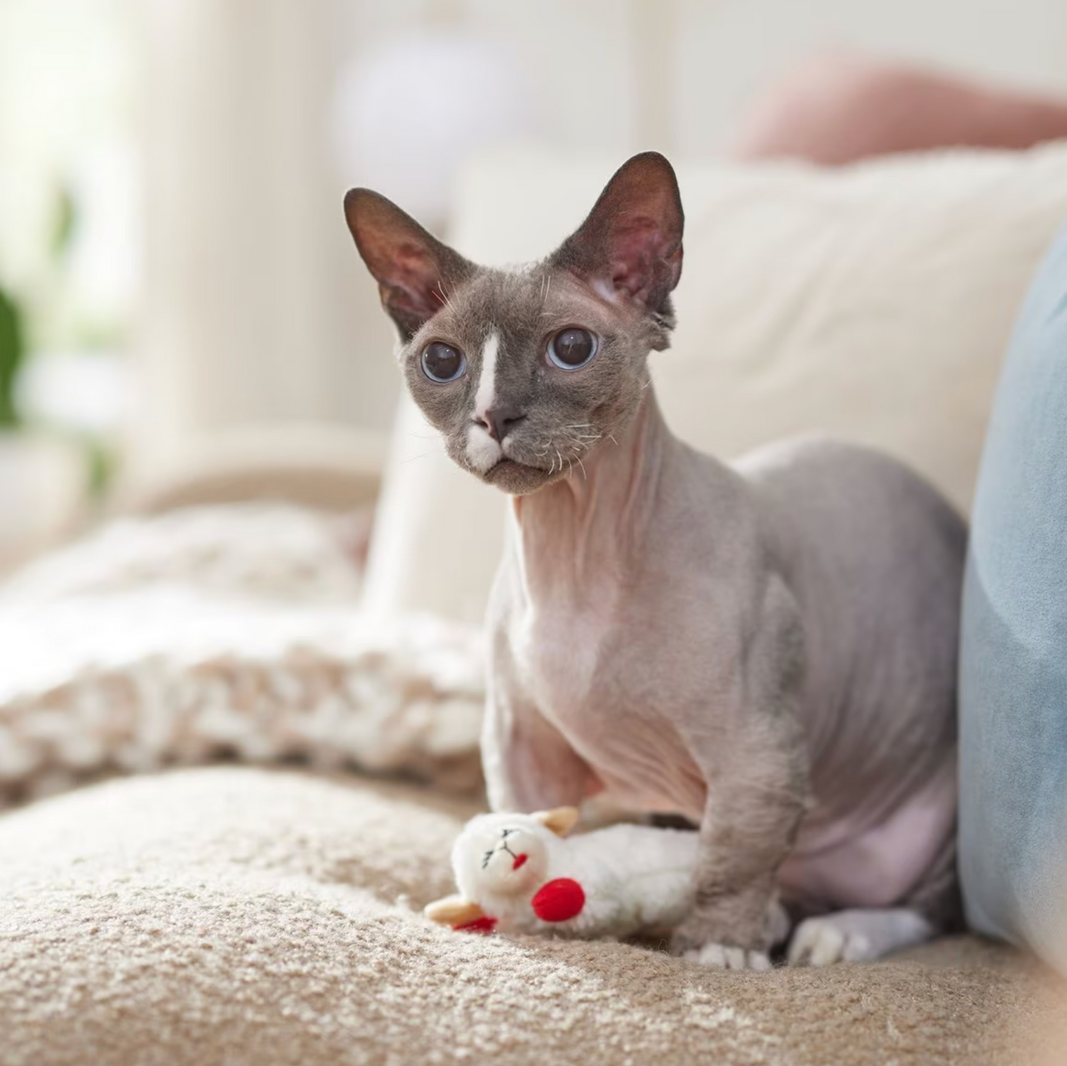 LambChop with Catnip