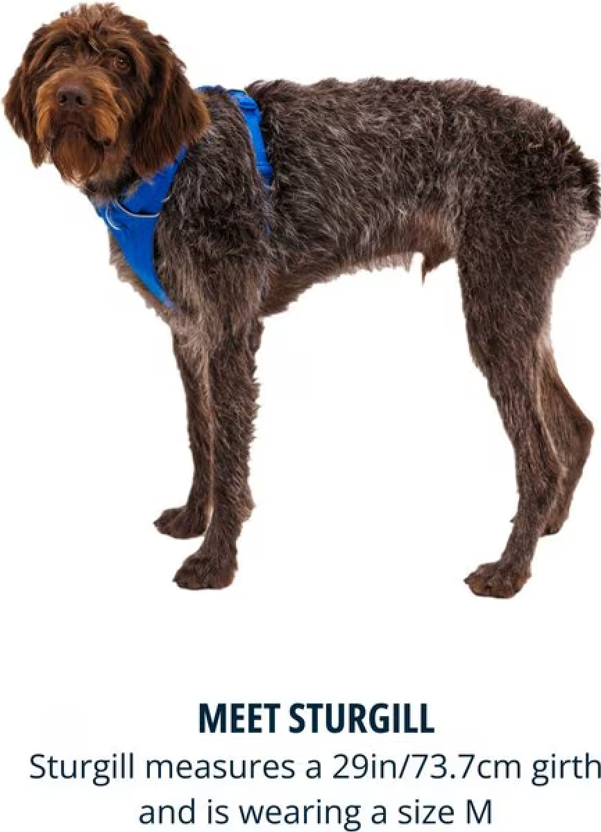 Front Range Harness - Blue Pool