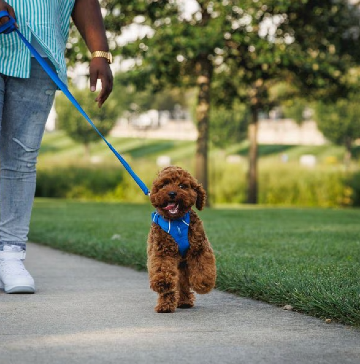Front Range Harness - Blue Pool