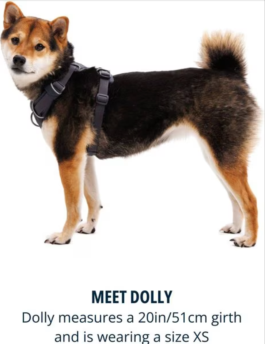 Front Range Harness - Basalt Gray