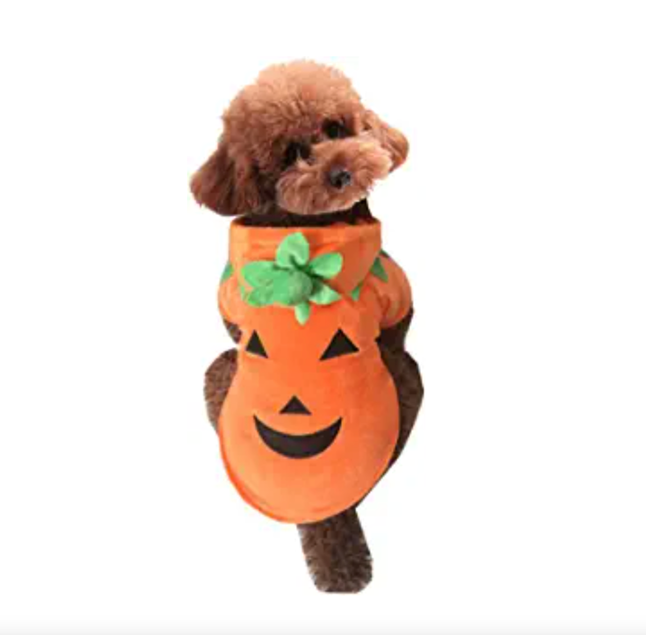 Pumpkin Dog Costume
