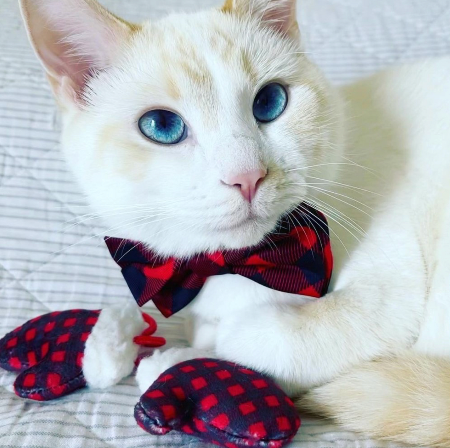 Buffalo Check Bow Tie