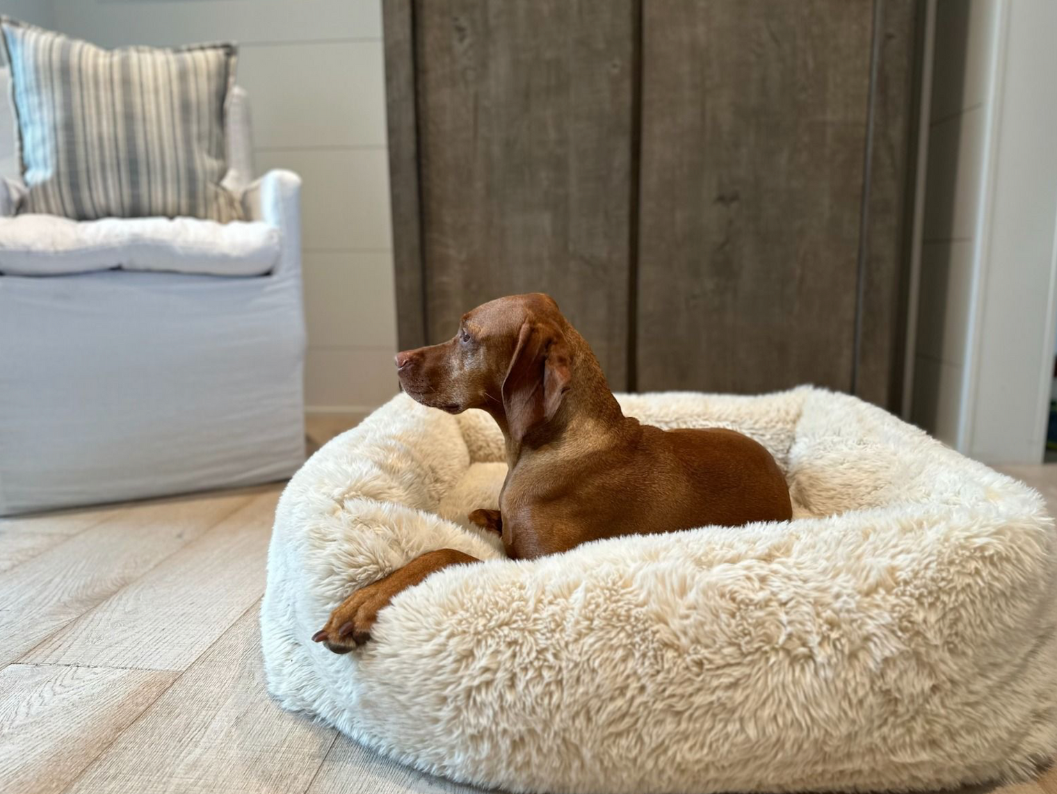 The Franklin Bed - Fluffernutter