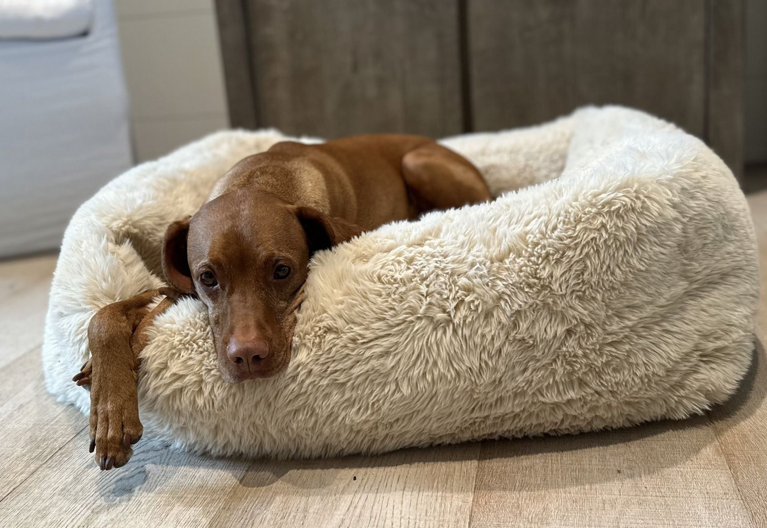 The Franklin Bed - Fluffernutter