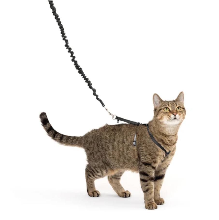 Black Cat Harness & Bungee Leash