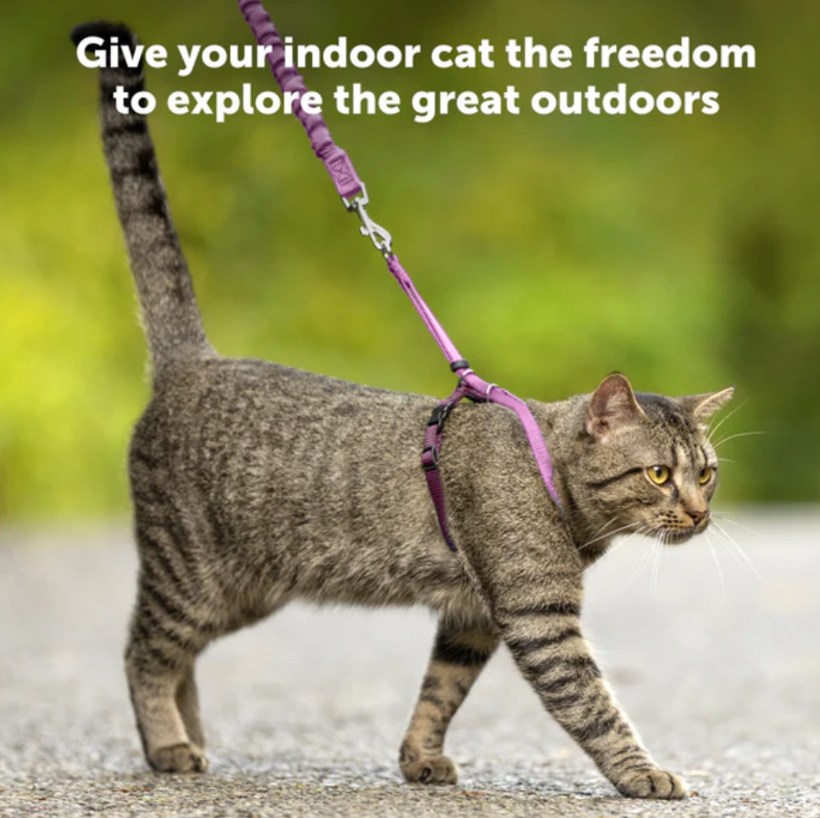 Black Cat Harness & Bungee Leash