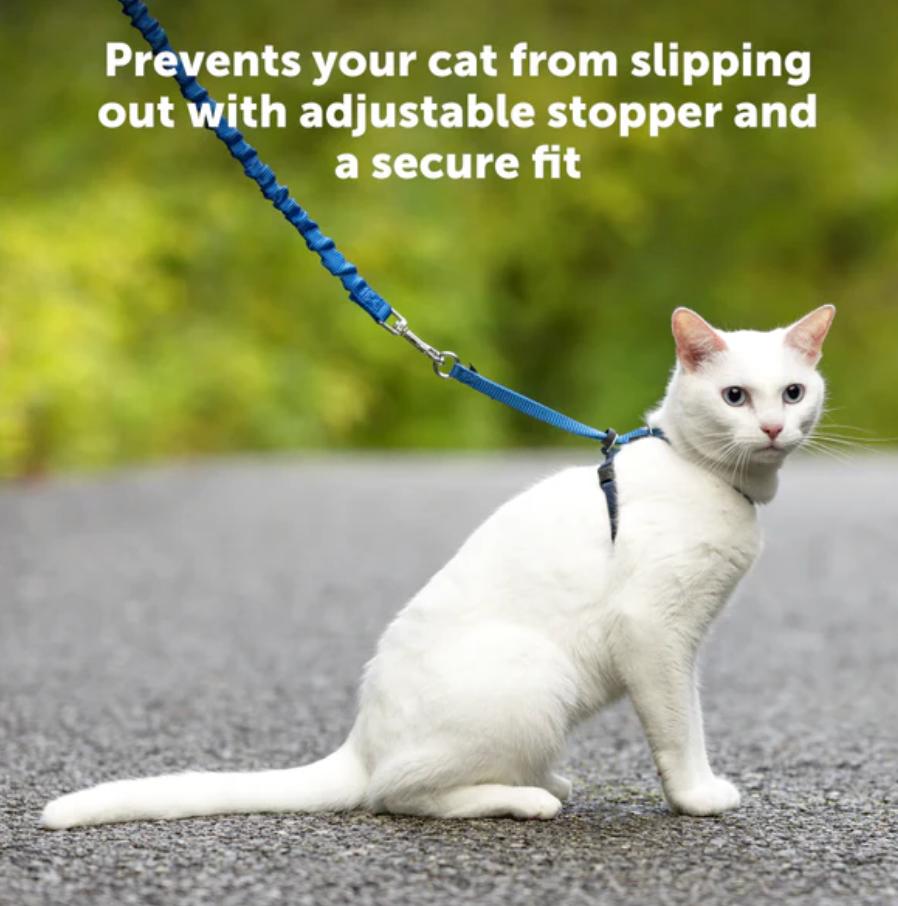 Black Cat Harness & Bungee Leash