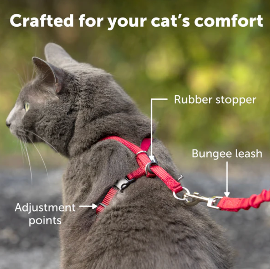 Black Cat Harness & Bungee Leash