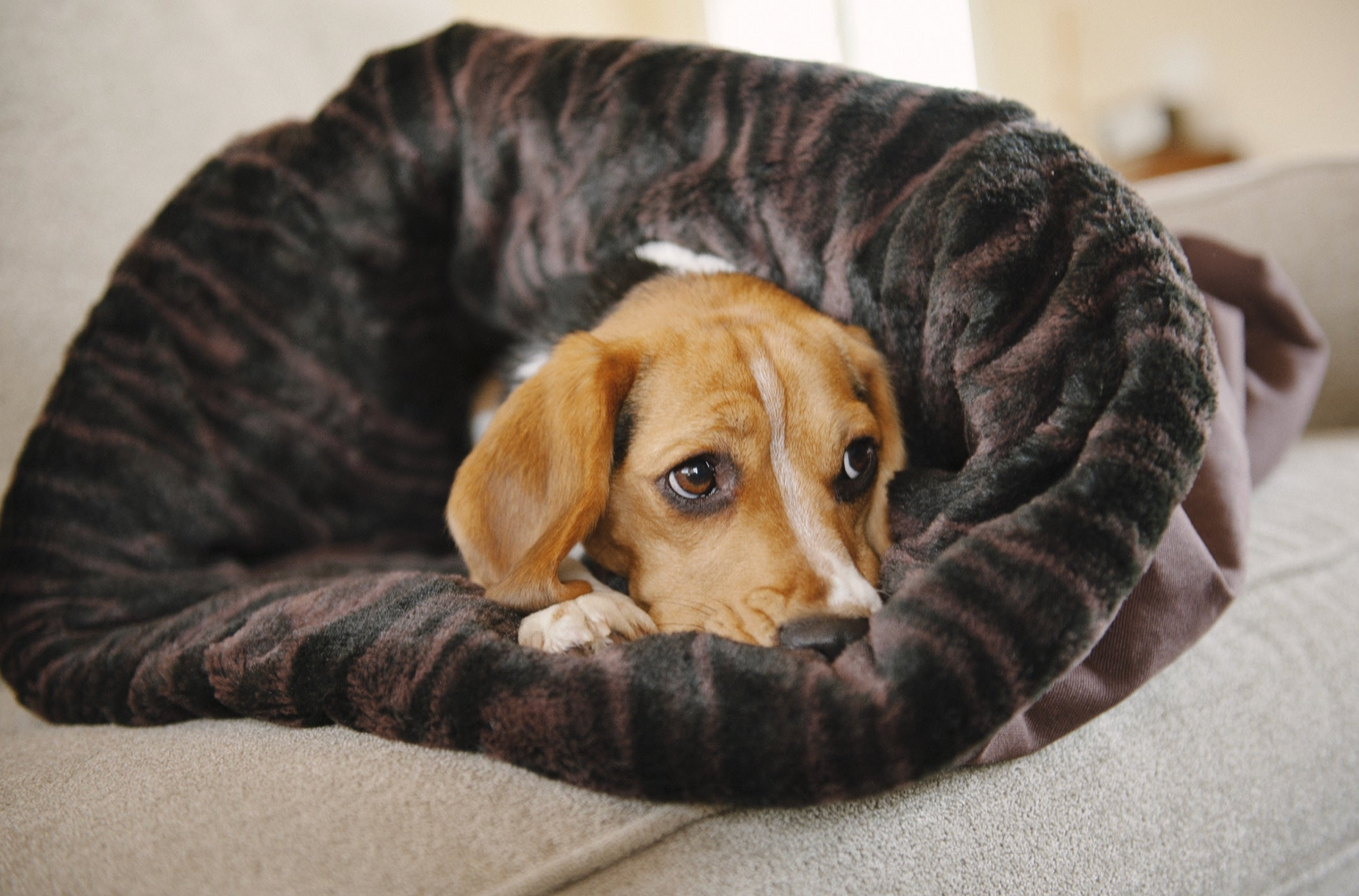 Snuggle Bed, Truffle Brown