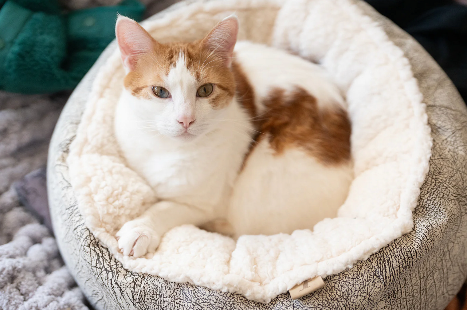 Donut Cuddler Bed, Ash Grey