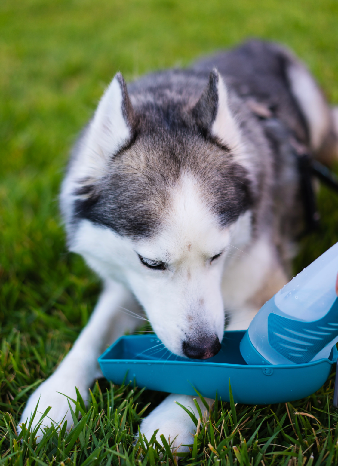 Messy Mutts Travel Bowl