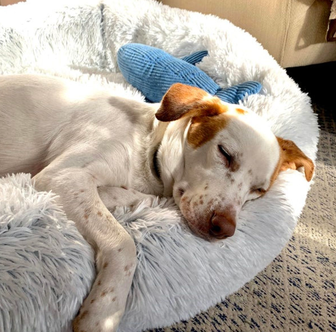 Cuddle Bed in Frosted Grey