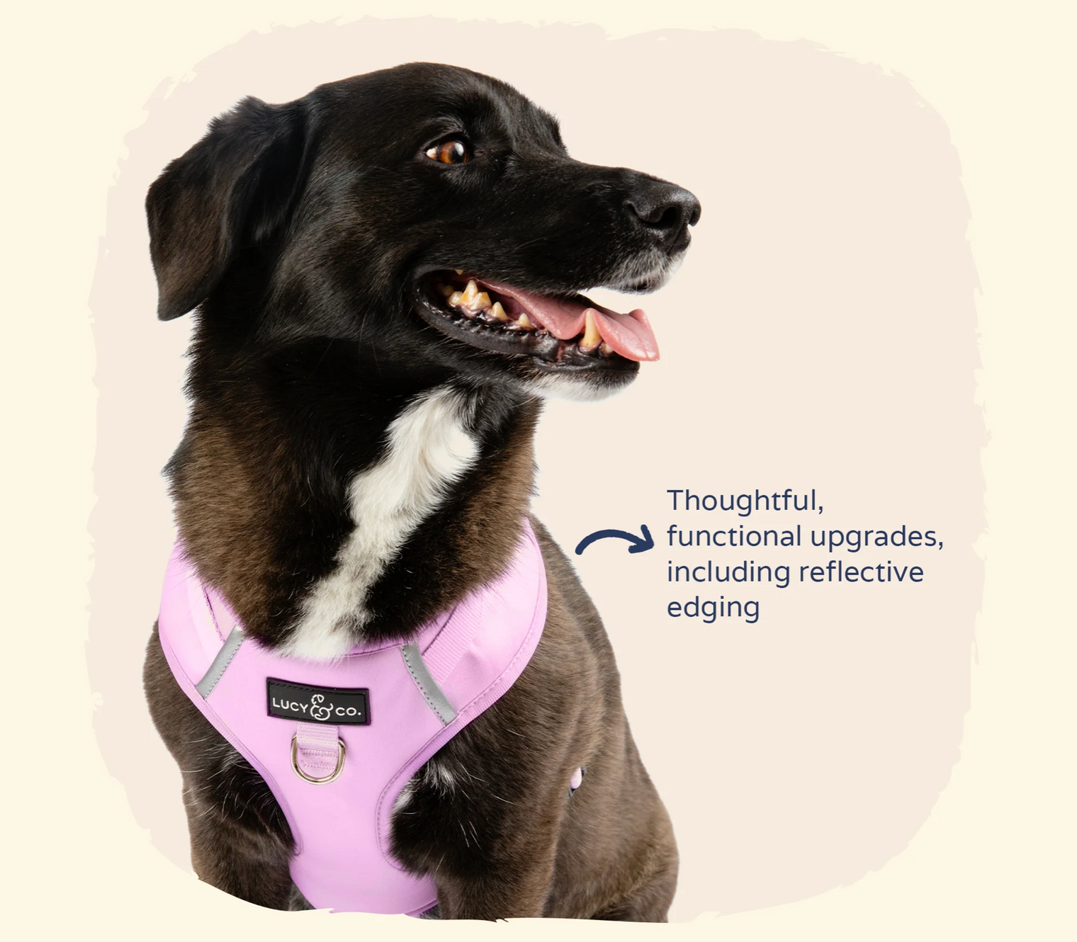 The Bouquet No-Pull Harness