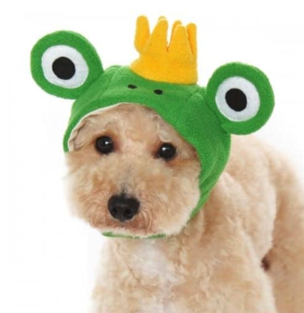 Prince Frog Dog Hat