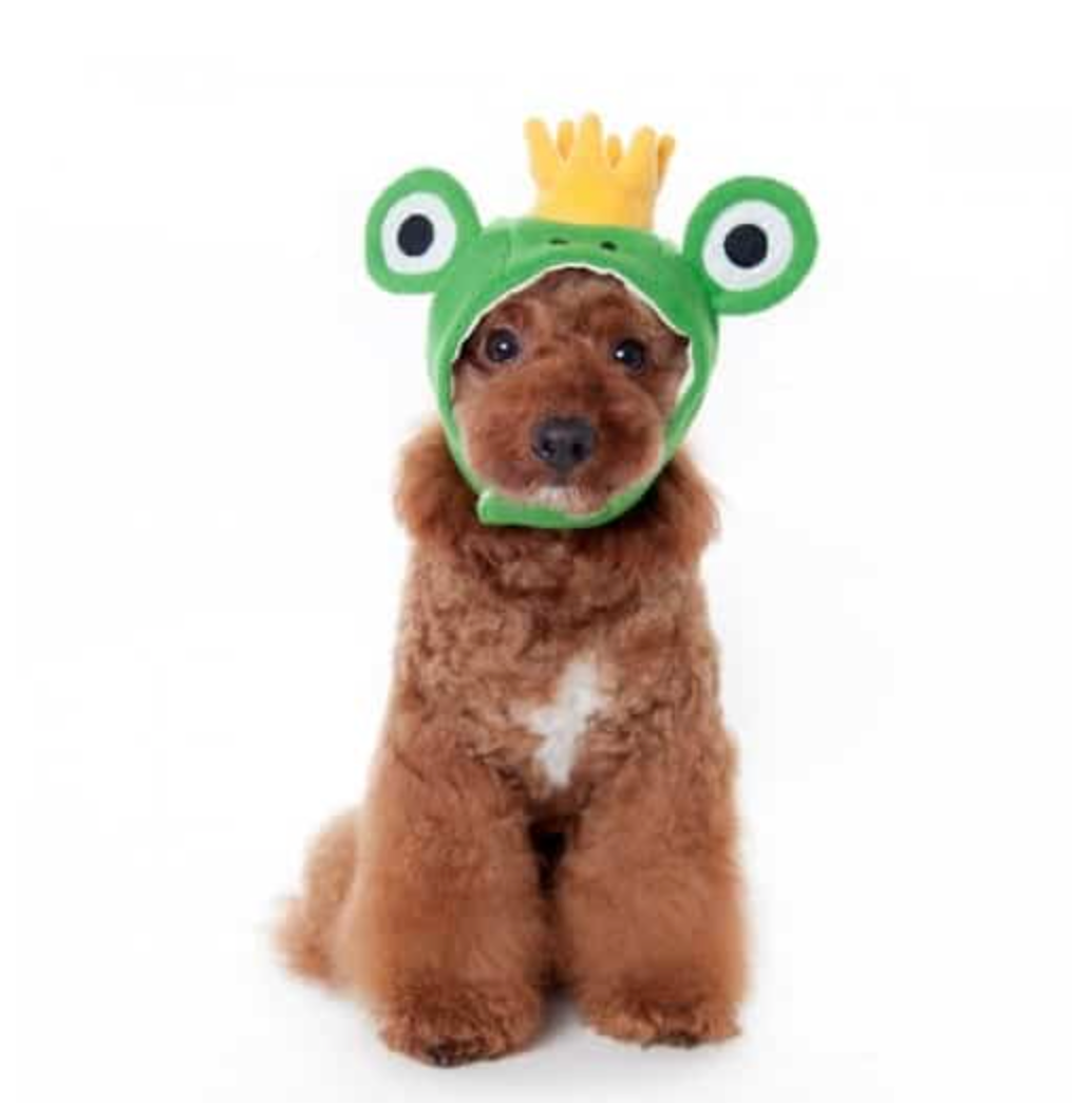 Prince Frog Dog Hat