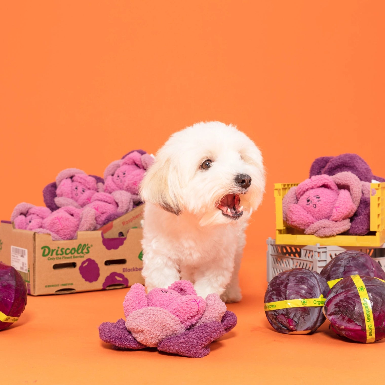 Snuffle Cabbage Nosework Toy