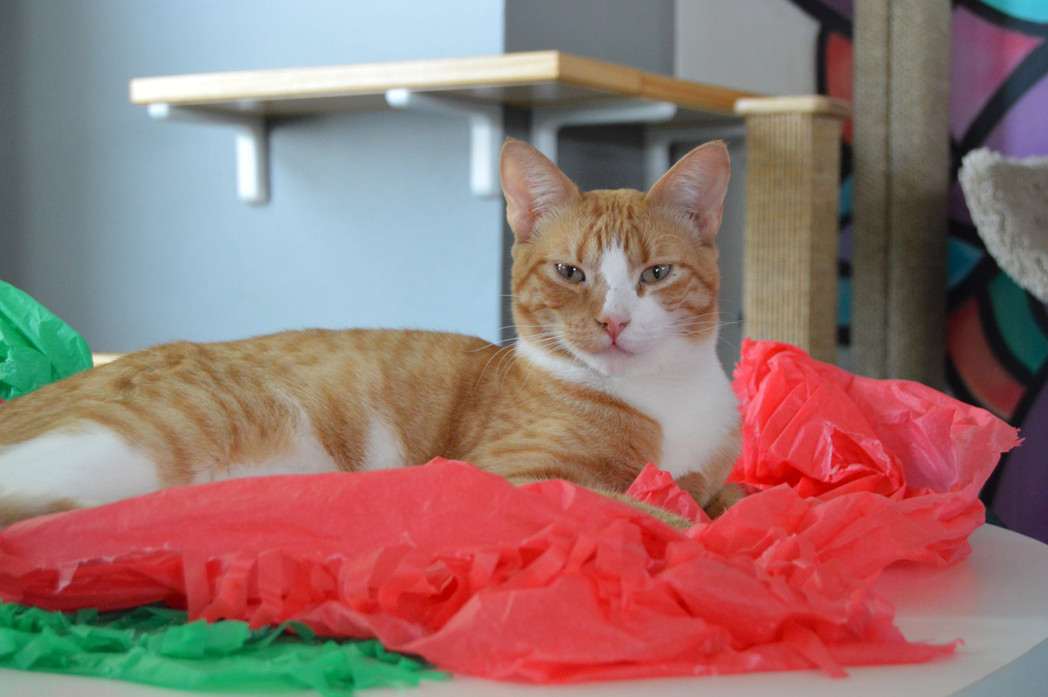 Magic Carpet Play Tent for Cats