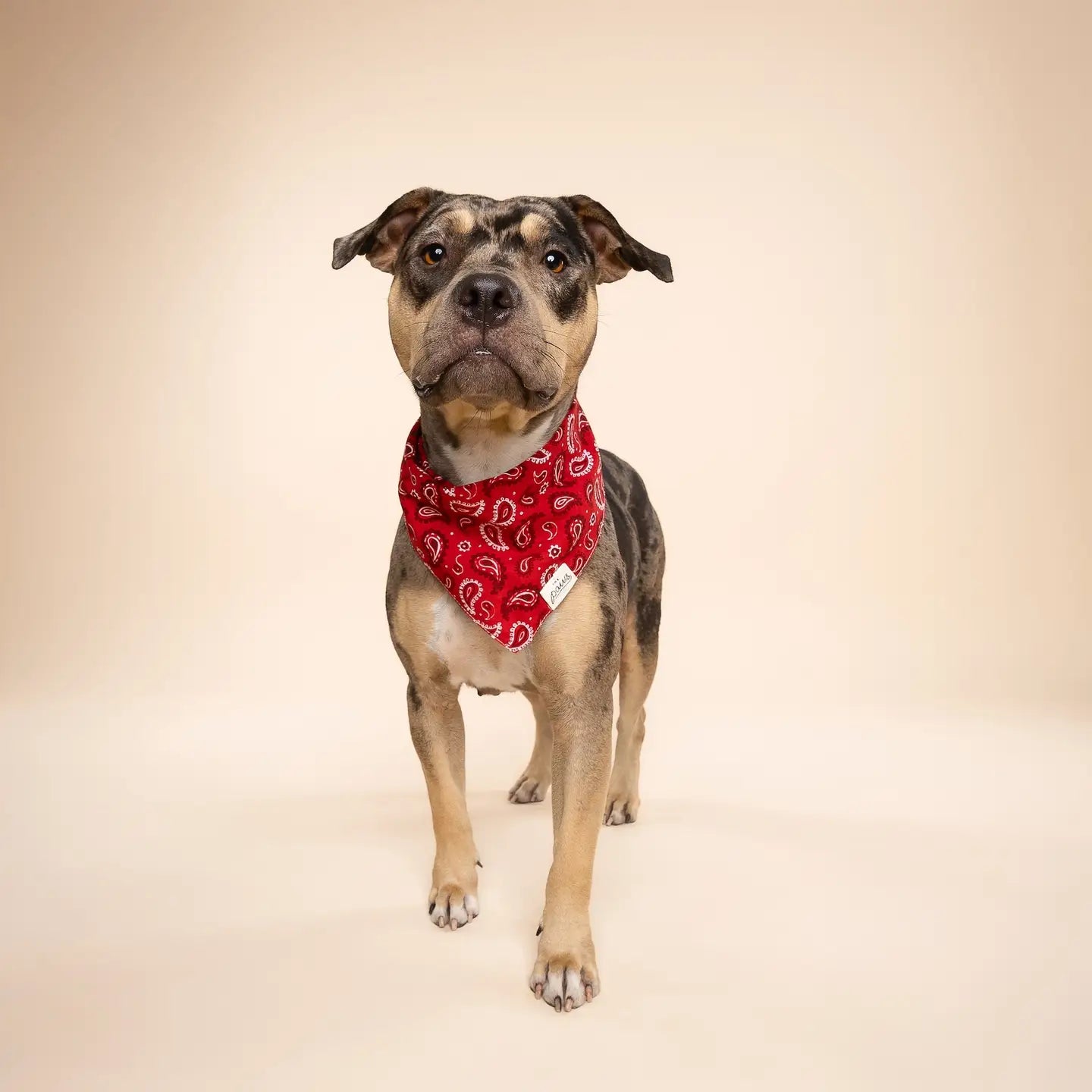 Red Paisley Bandana, 3 Sizes