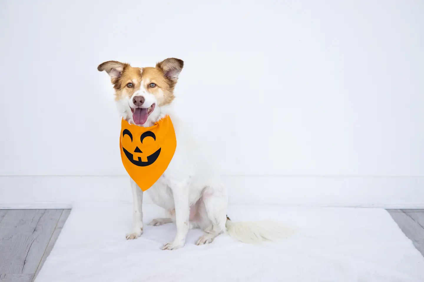 Pumpkin Bandana