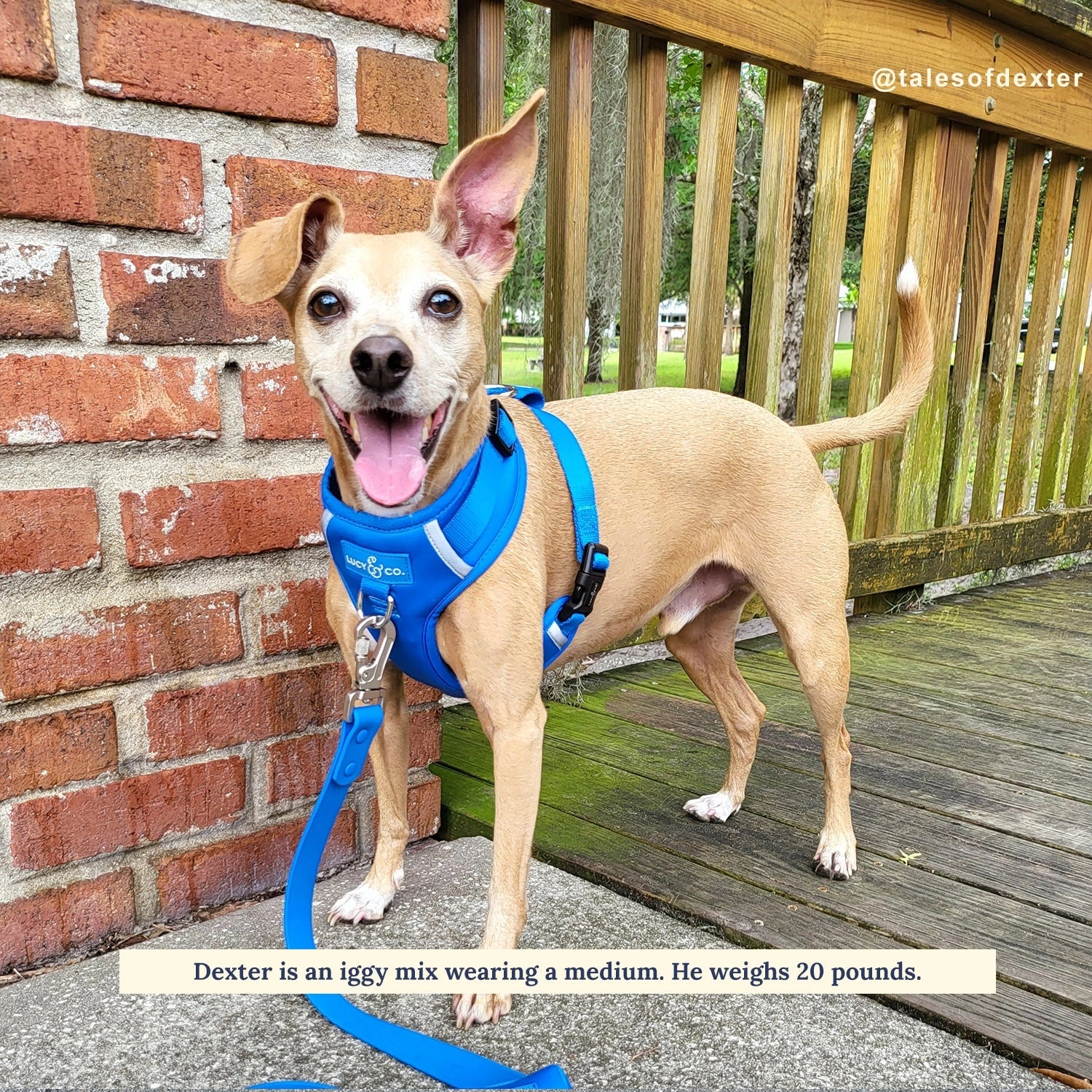 The Indie No-Pull Harness