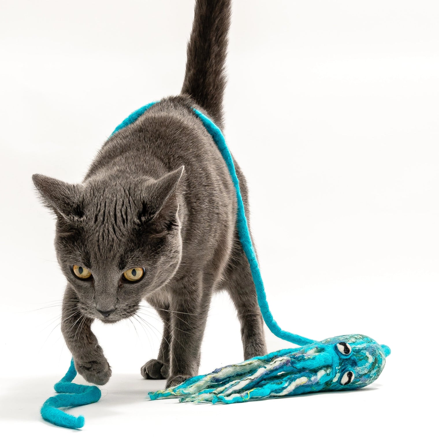 Ink Floyd Cat Toy with 4-Foot Tether