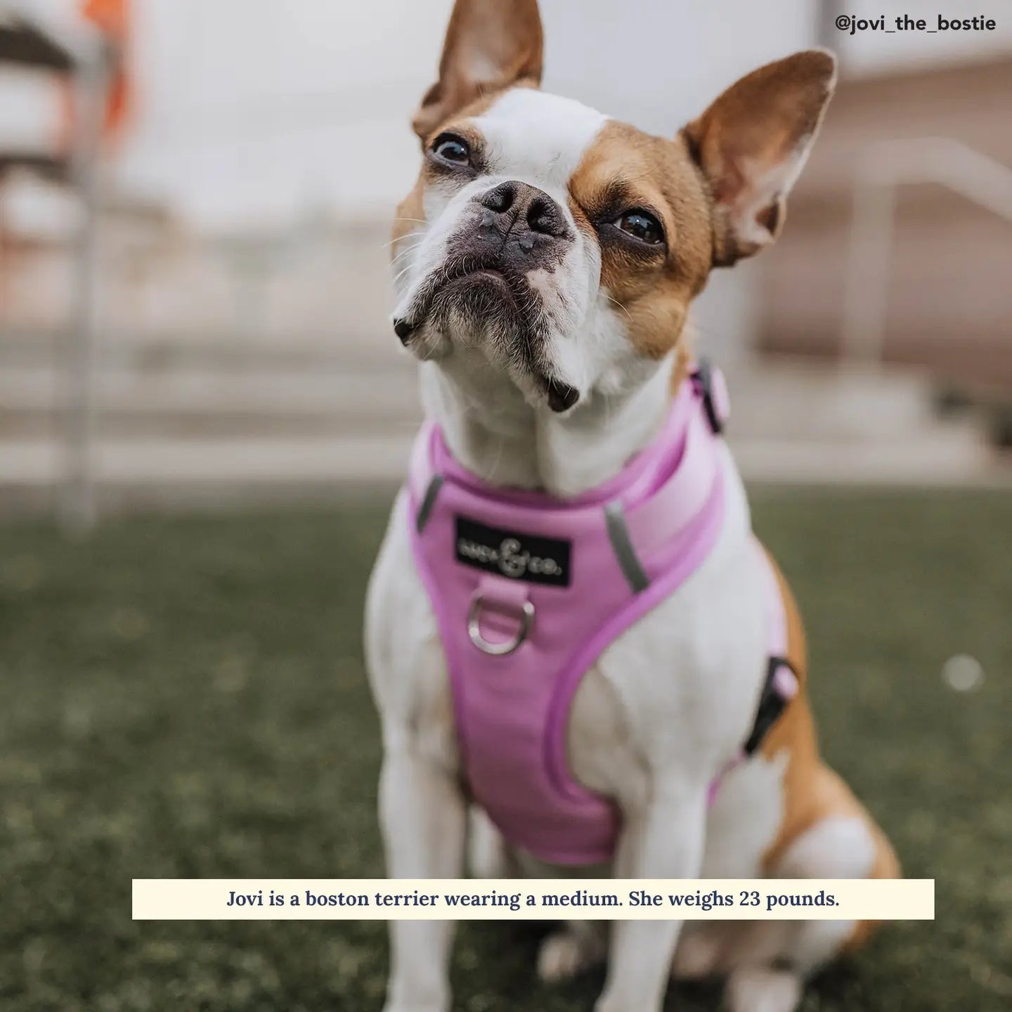 The Bouquet No-Pull Harness