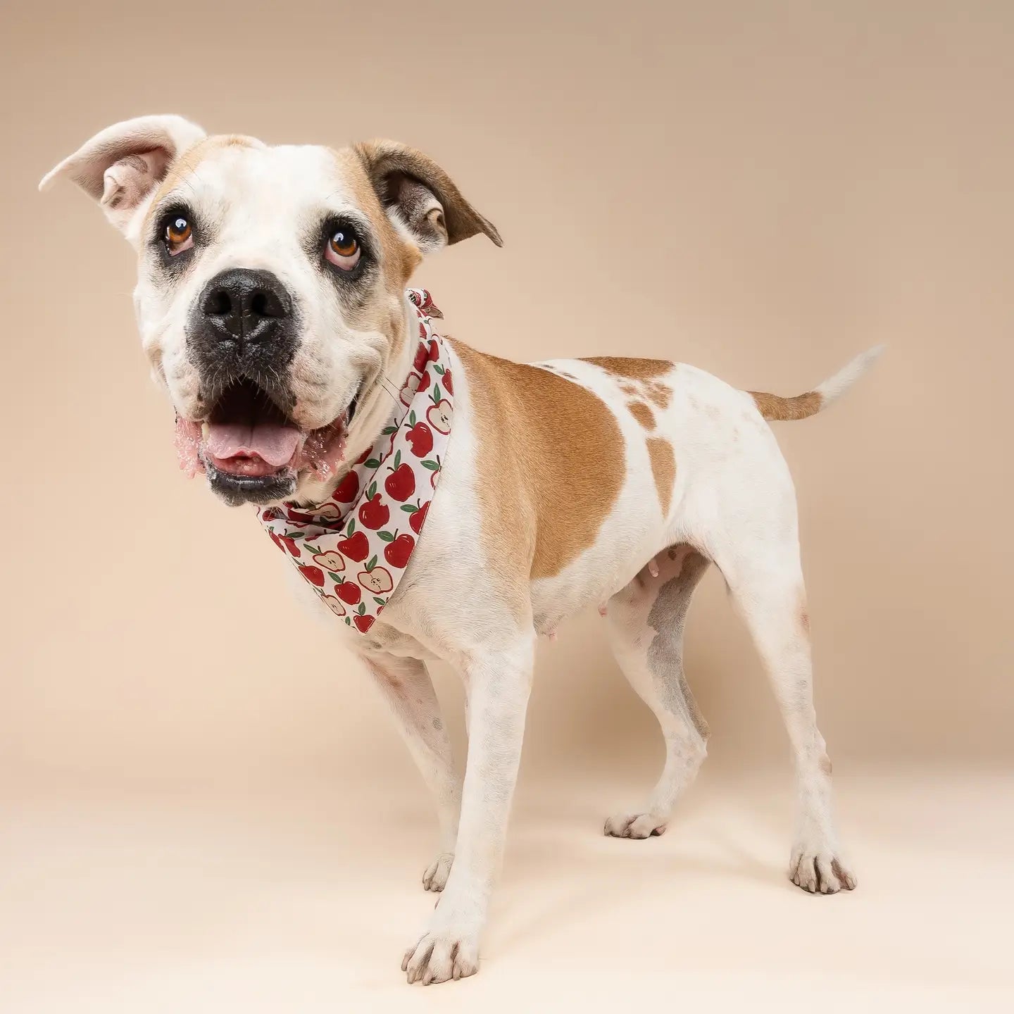 Apple Orchard Bandana, 3 Sizes