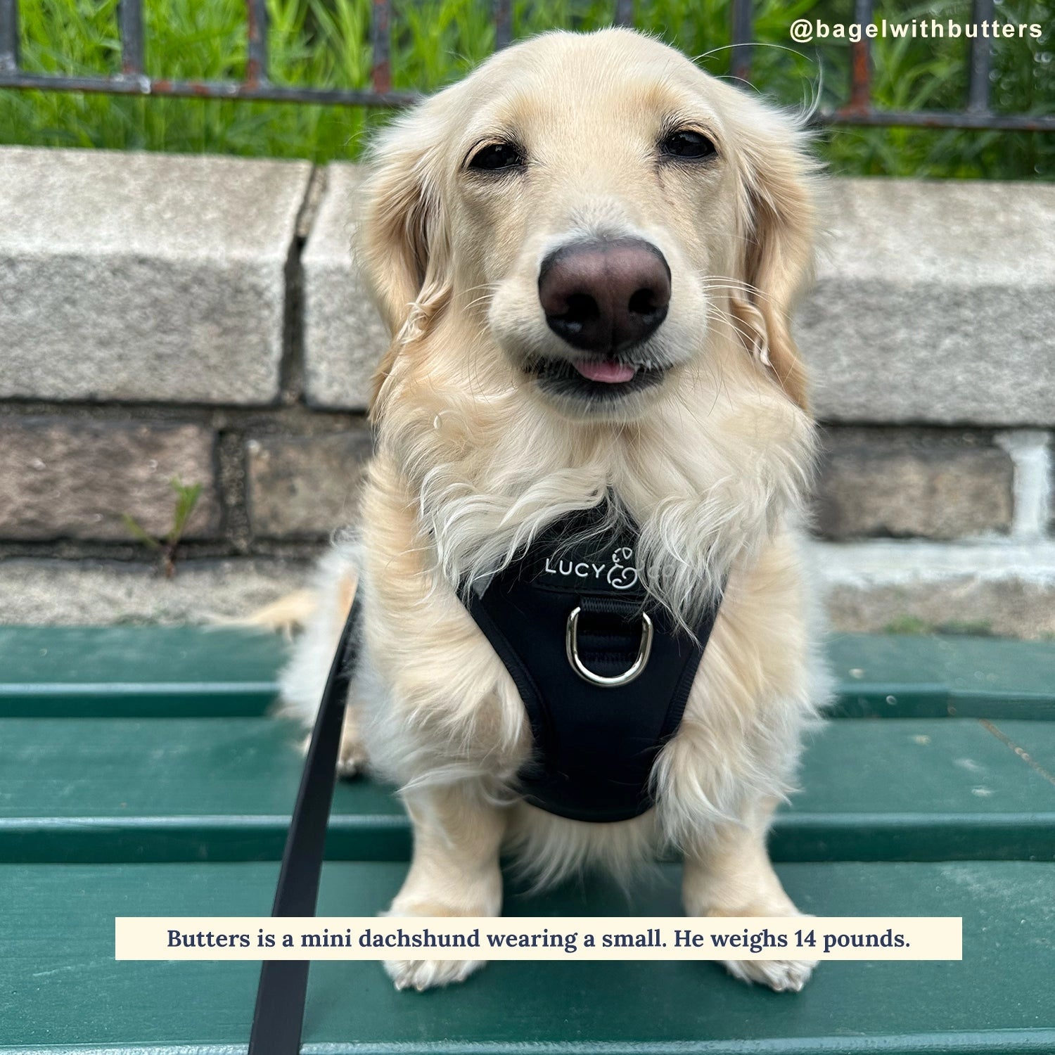 Midnight No-Pull Harness