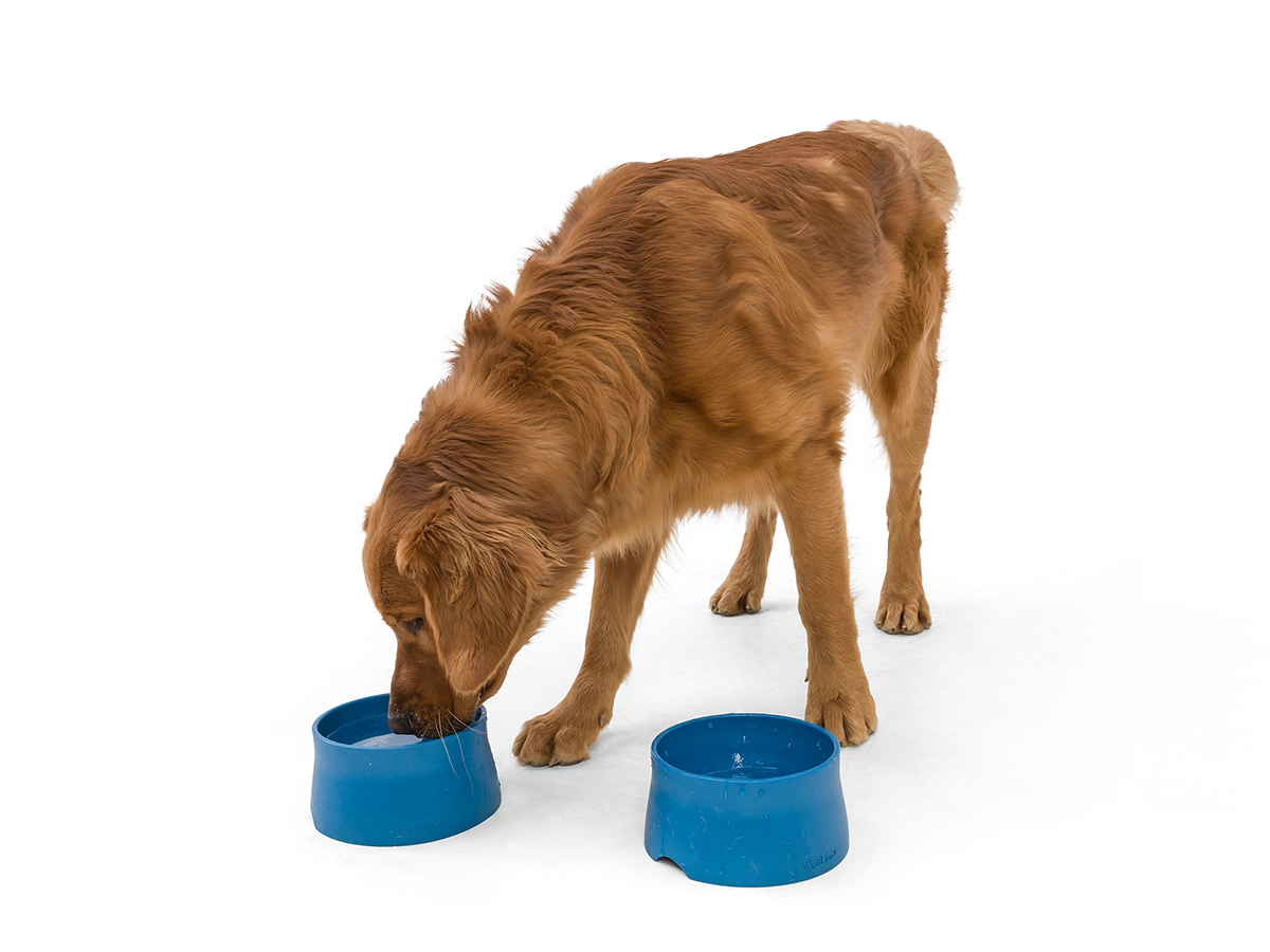 No-Slip Dog Feeding Water Bowl