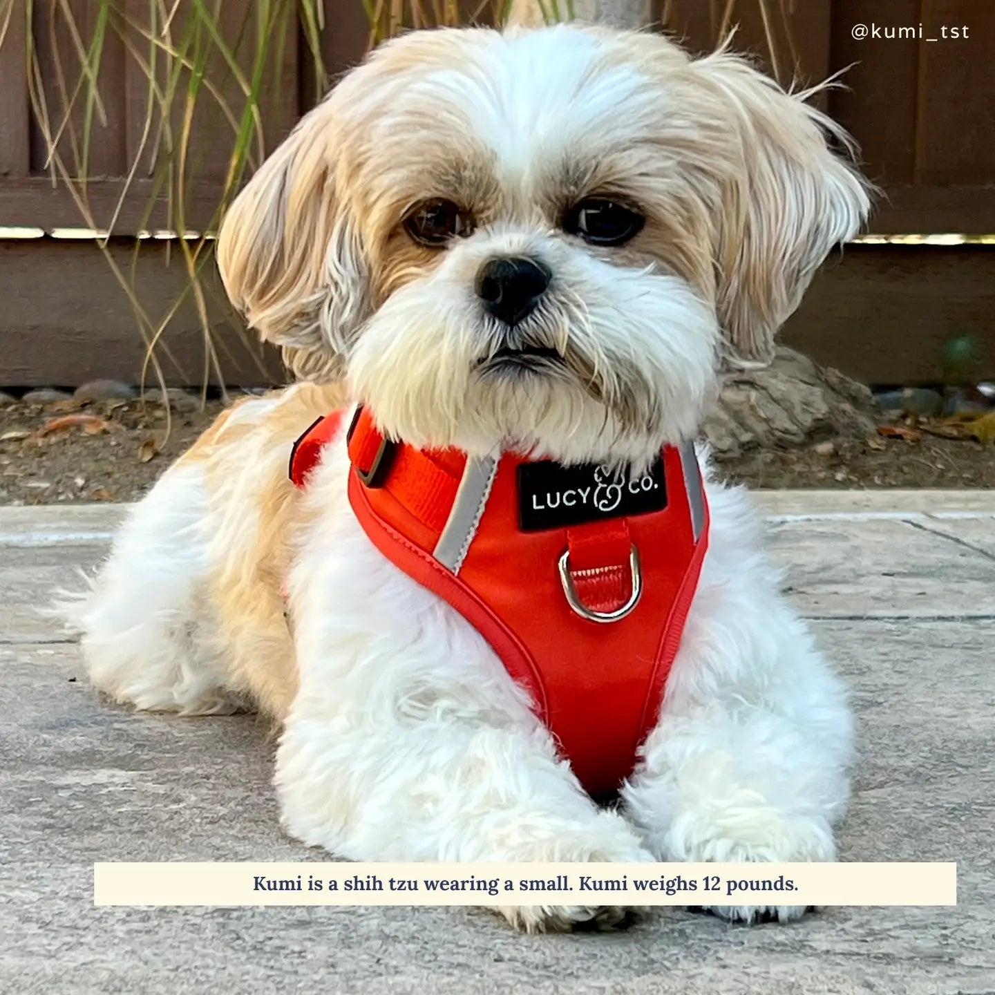 The Cherry Red No-Pull Harness