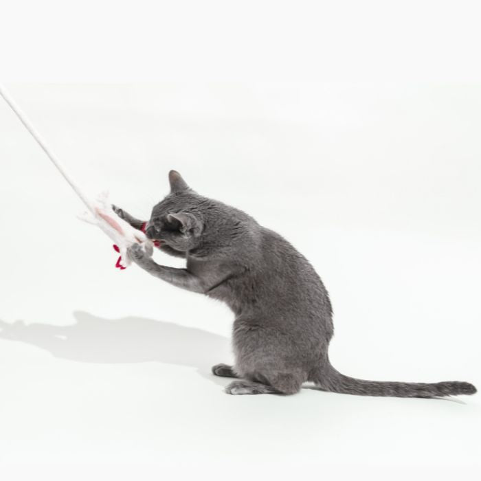 A little Lotl Cat Toy with A 5-Foot Long Tether