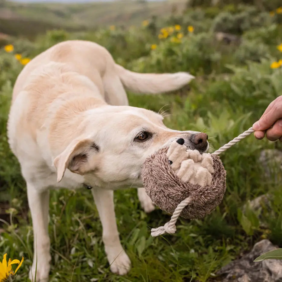 Hamilton the Hedgehog
