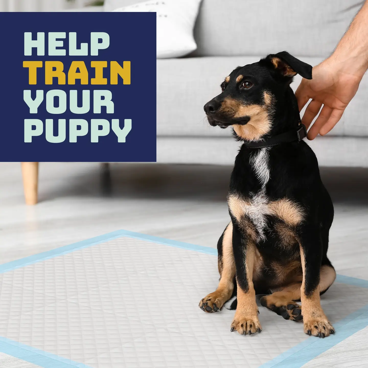 Disposable Puppy Pads