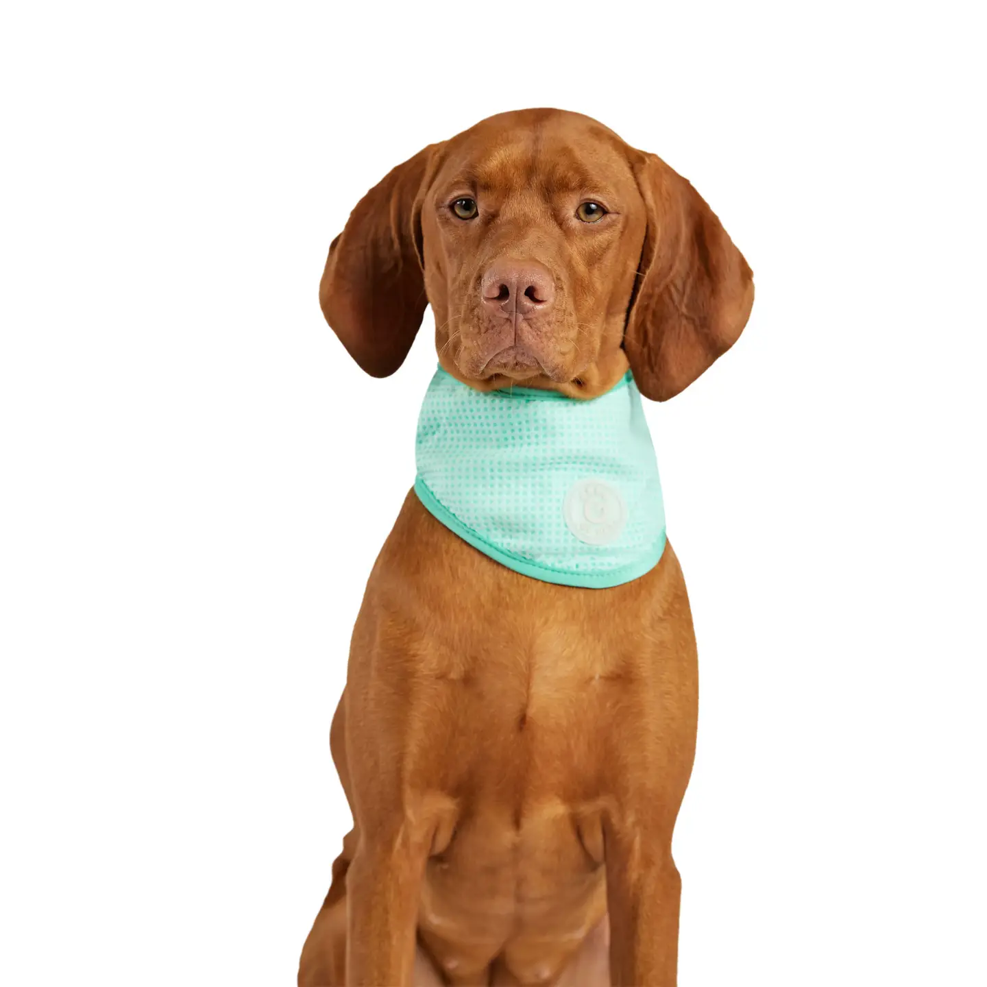 Ice Band - Dog Cooling Bandana - Aqua